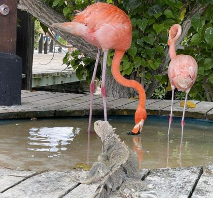 Колумбия с почивка на о-в Аруба и о-в Кюрасао от София - 2026